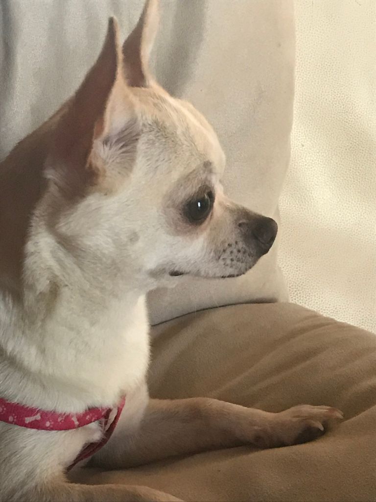 Les Chihuahua de l'affixe De La Brume Des Néréides