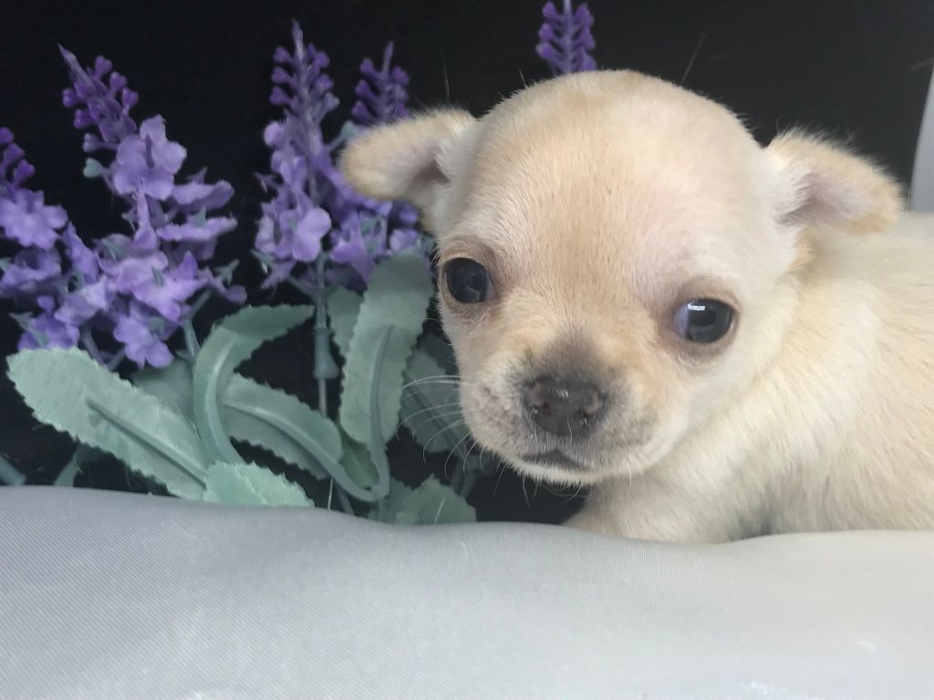 Naissance portée de 3 chihuahuas le 15 mai 2019